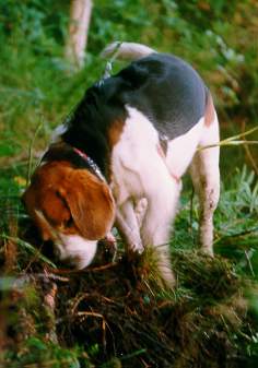 Digging holes
